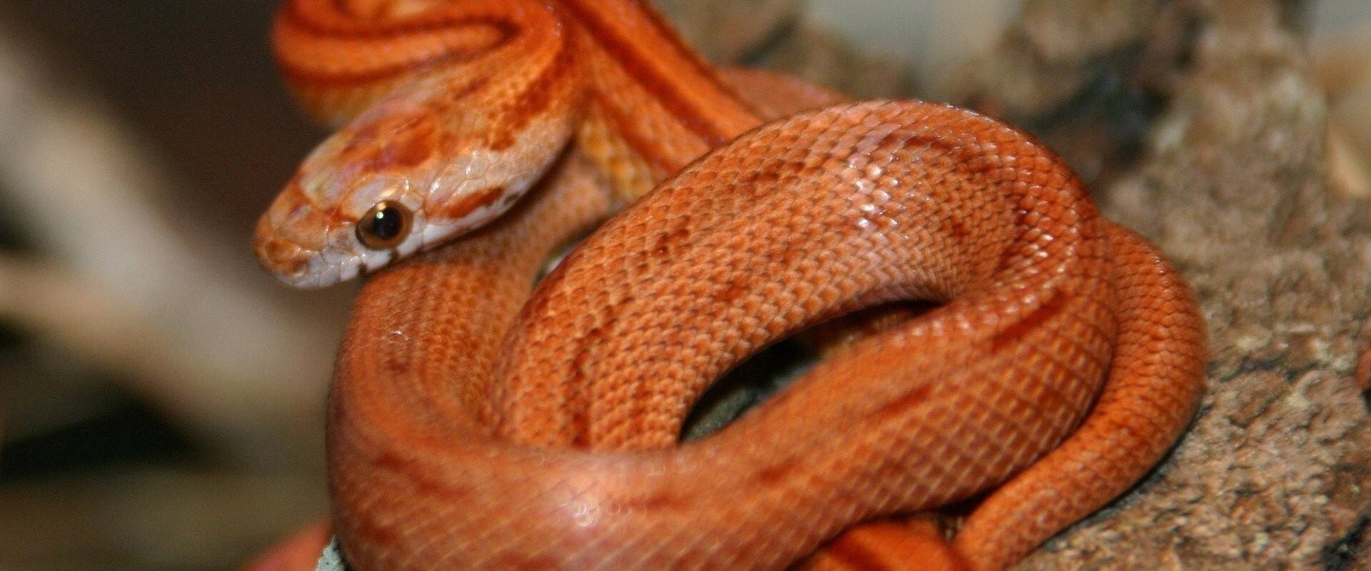 The Beauty of Snakes