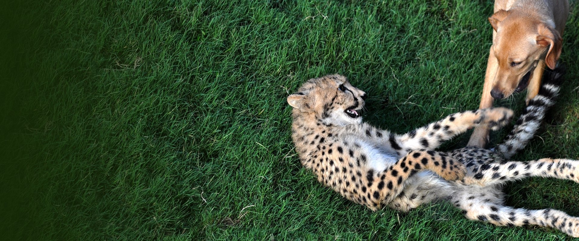 Unlikely Animal Friends dizisi için arka plan görseli