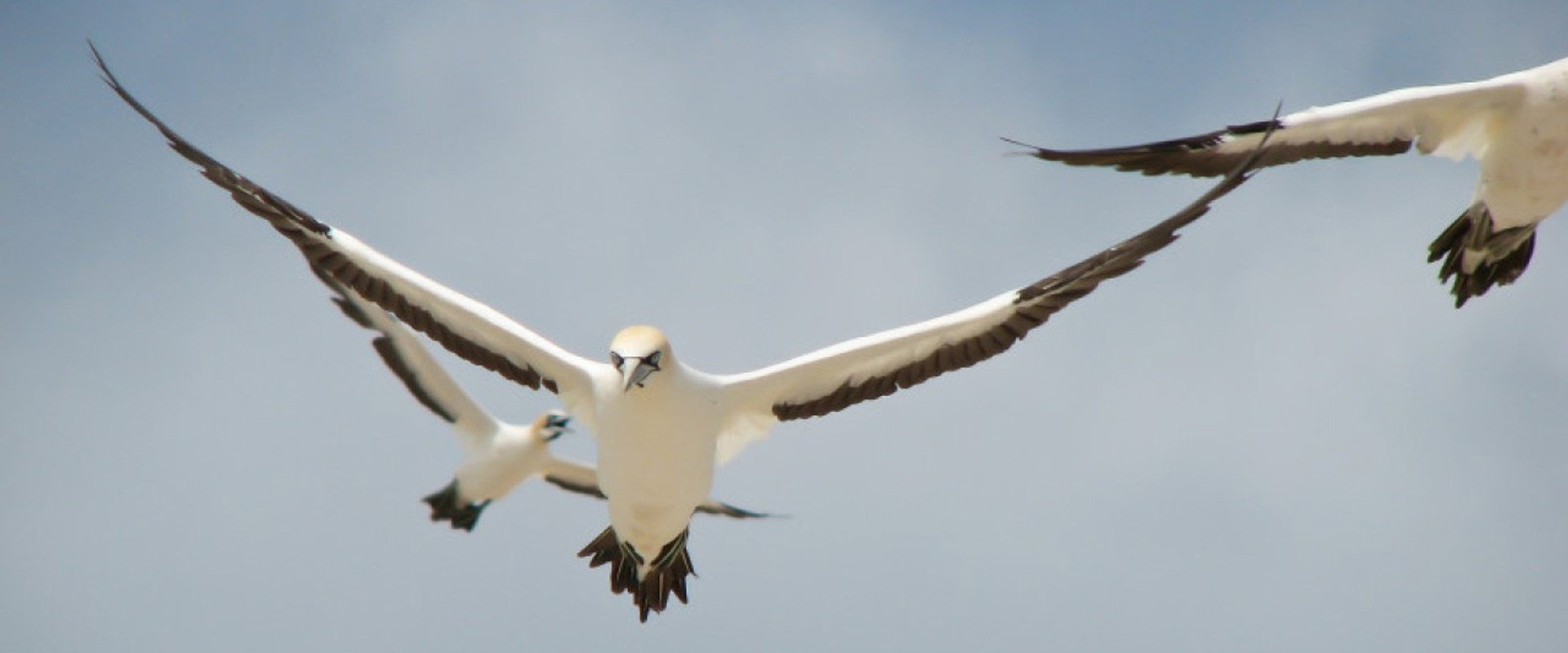 Gannets: The Wrong Side of the Run