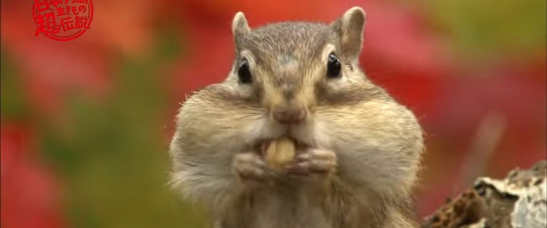 日本列島生きもの超伝説 劇場版ダーウィンが来た！'s banner image