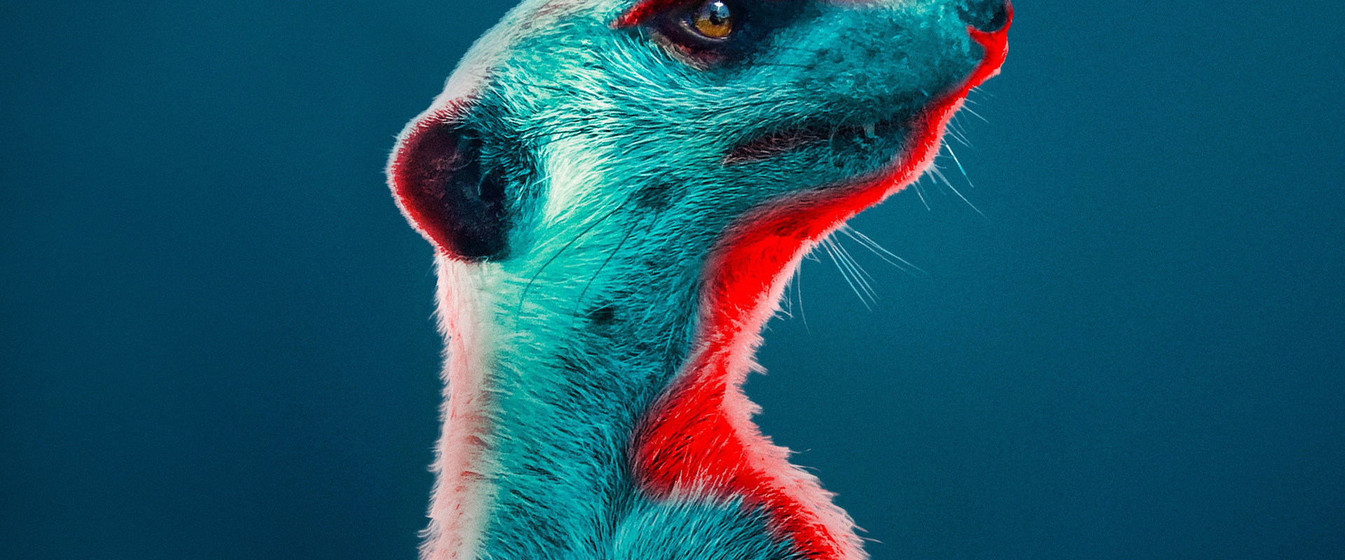 Meerkat Manor: Rise of the Dynasty's banner image