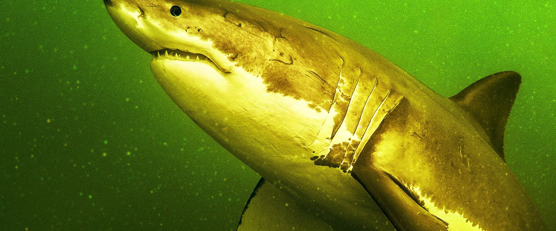 Return of the White Shark