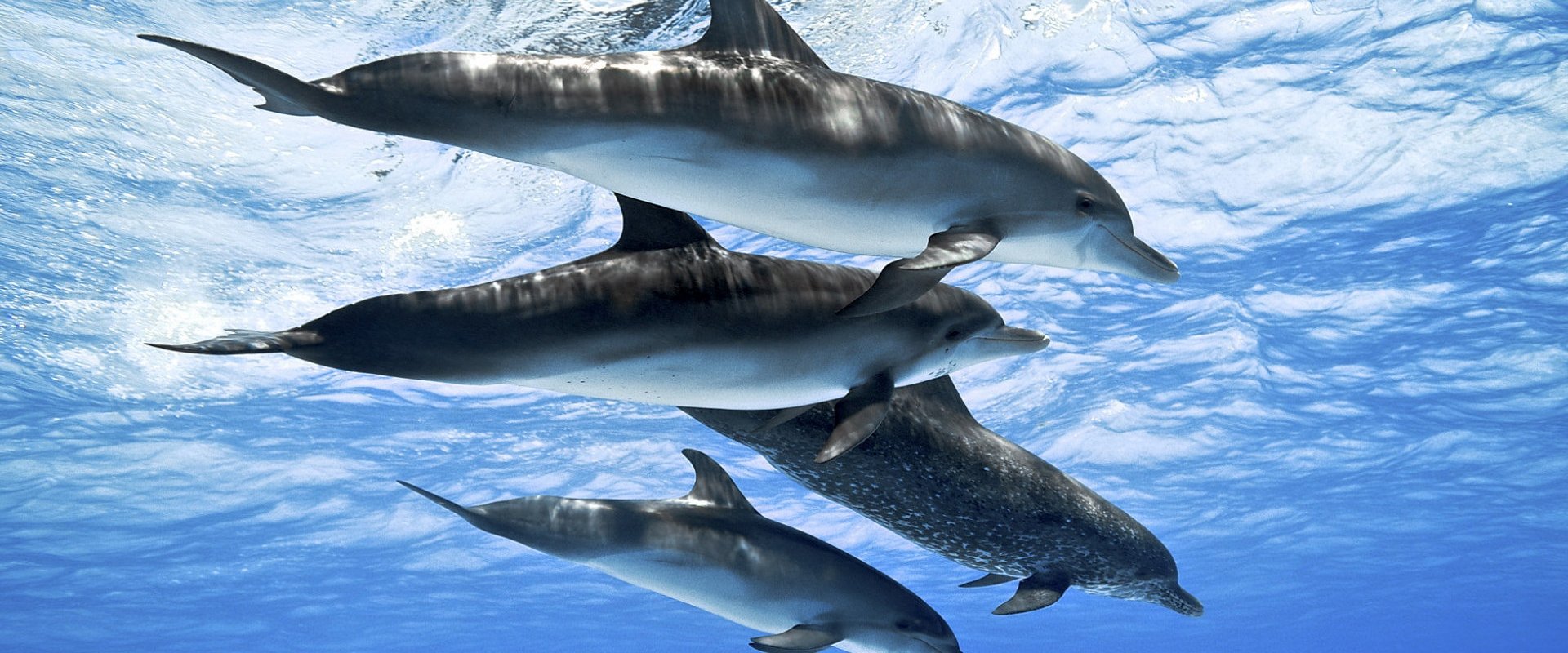 Dolphins: Spy in the Pod