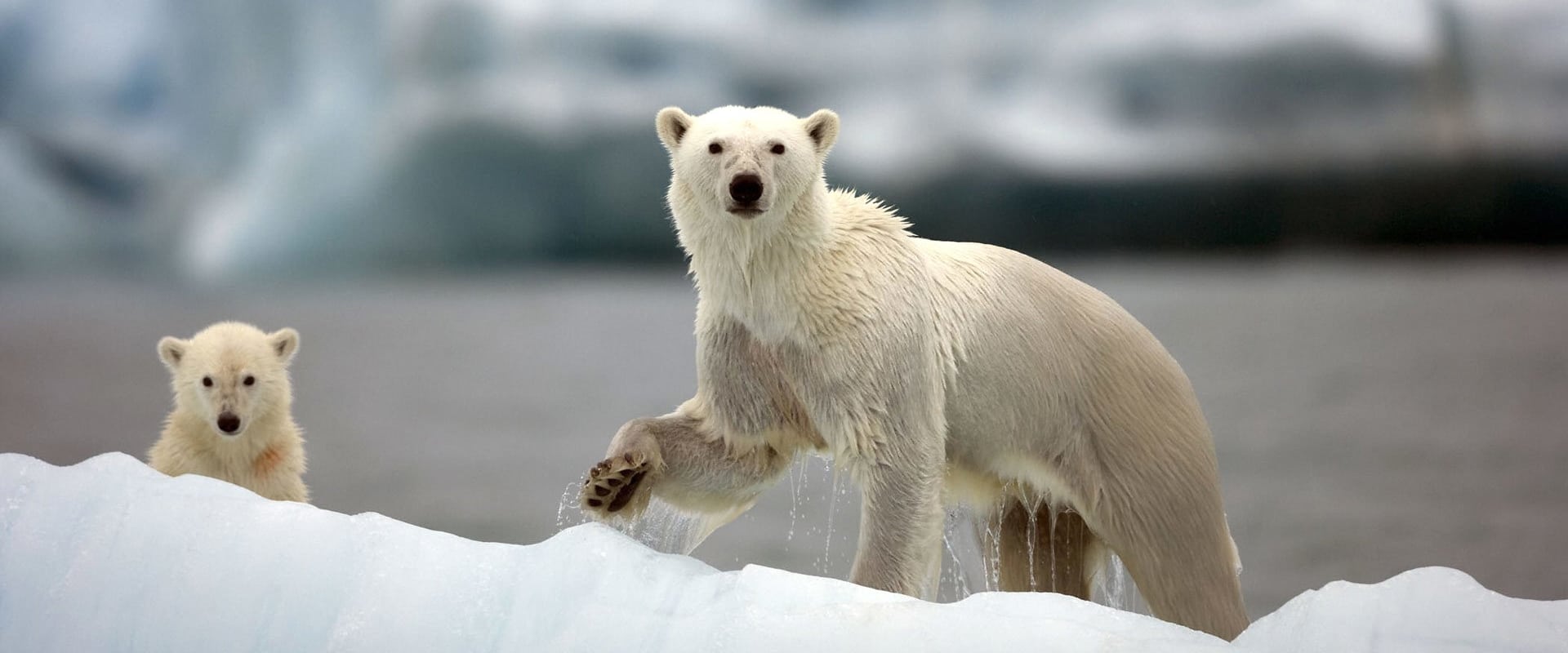 Grandes Espectáculos de la Naturaleza