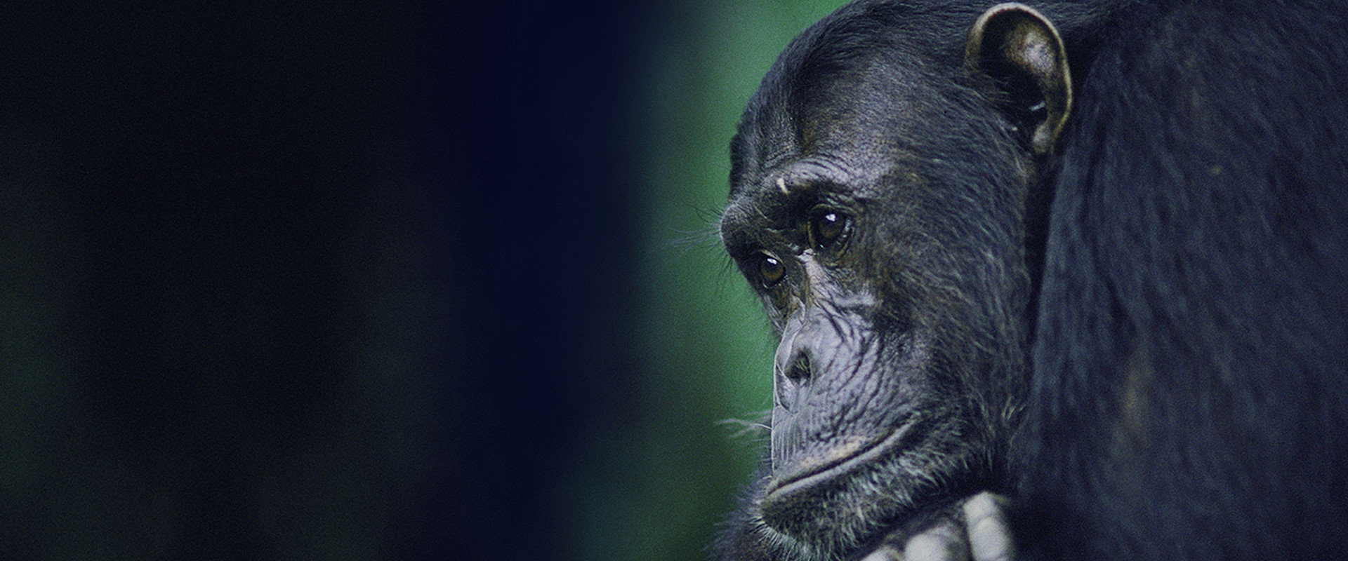 Kingdom of the Apes: Battle Lines