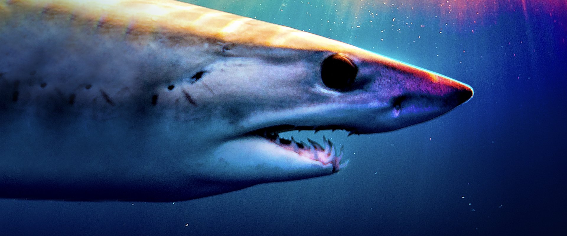 Shark Superpower
