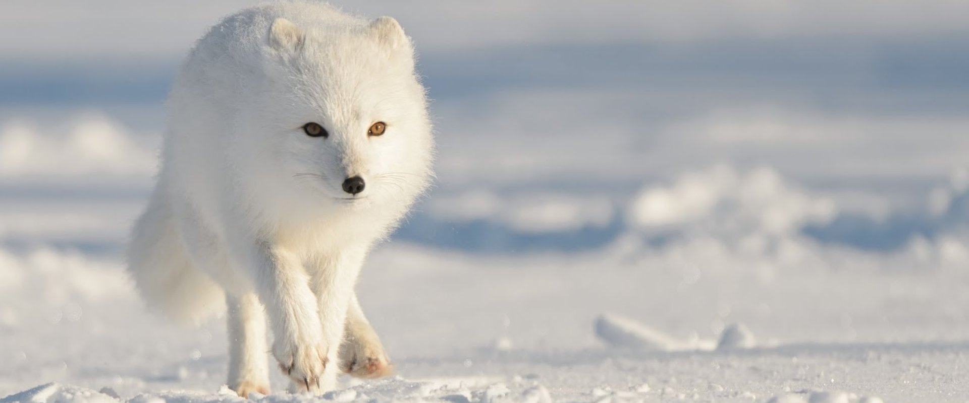 Strange Creatures of the Arctic