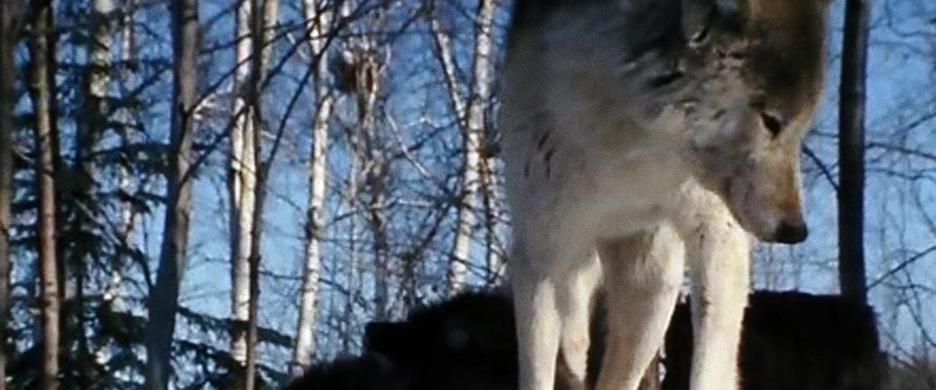 Cry of the Wild