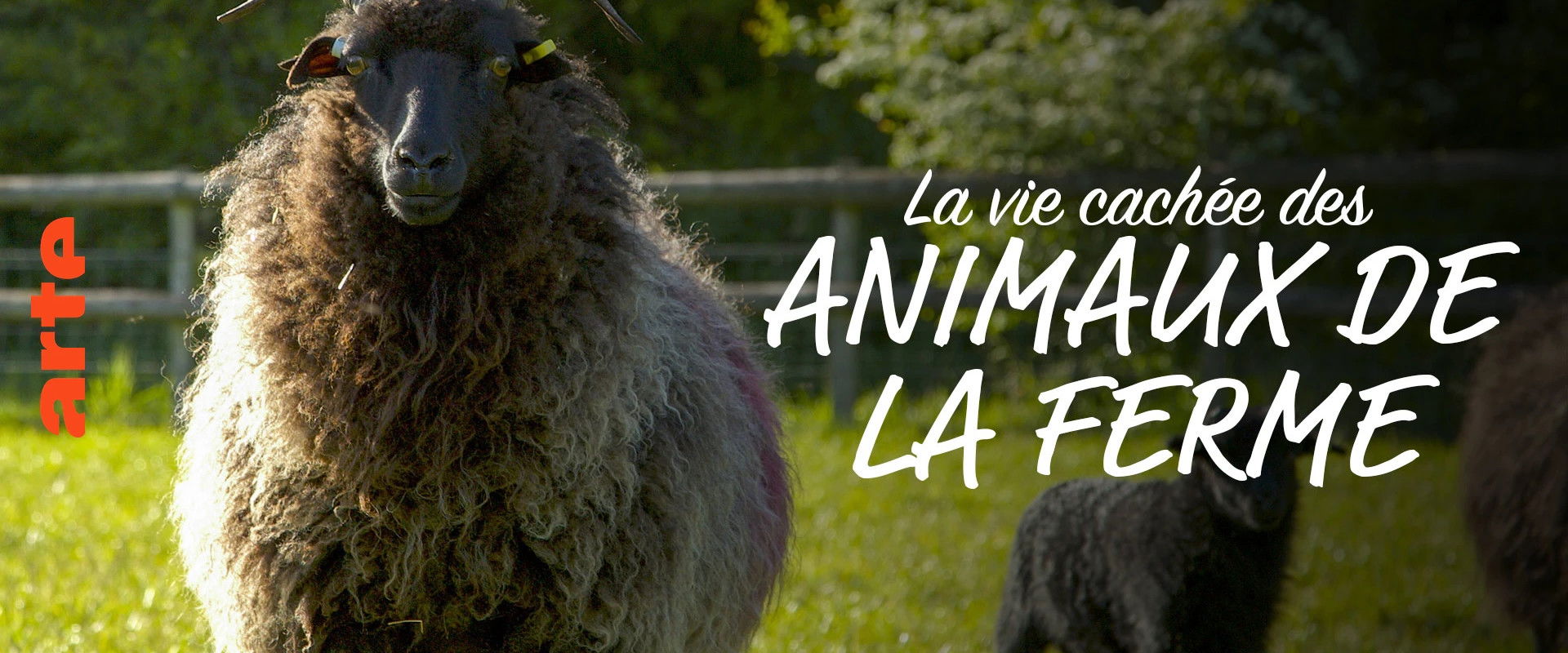 Wild Tales from the Farm