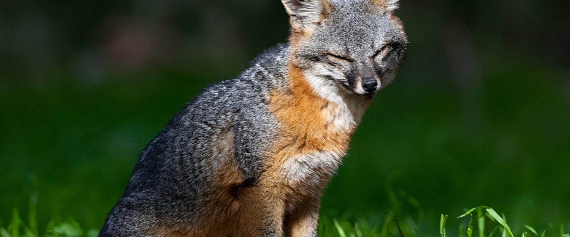 Le renard qui a sauvé son île