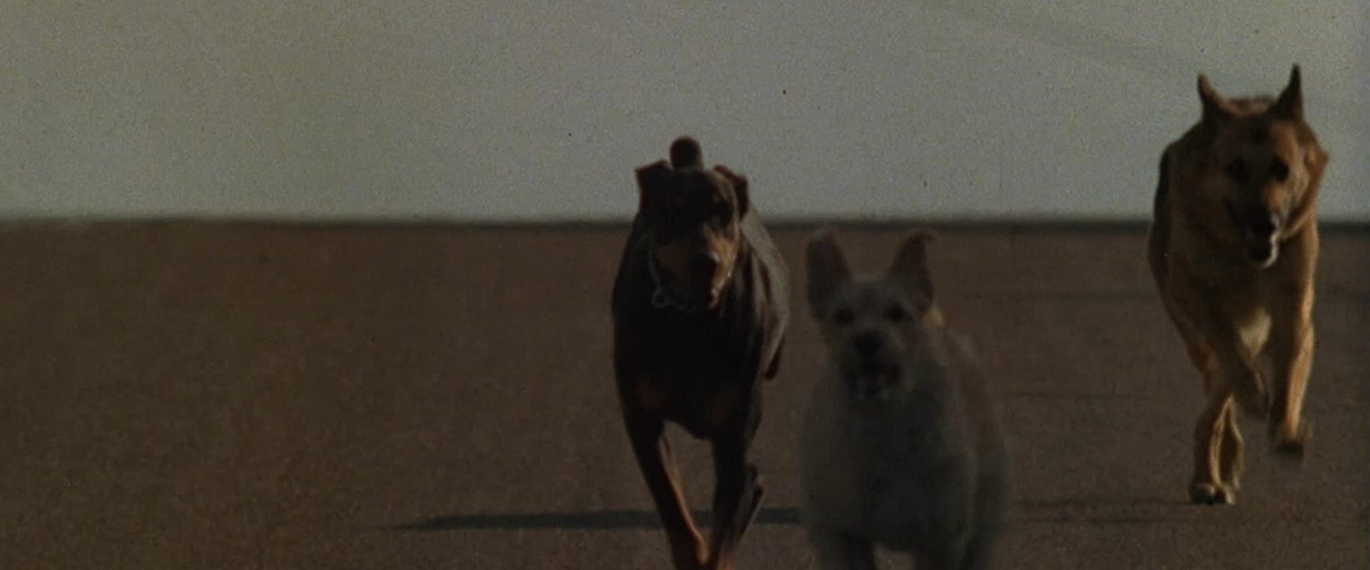 Dogs