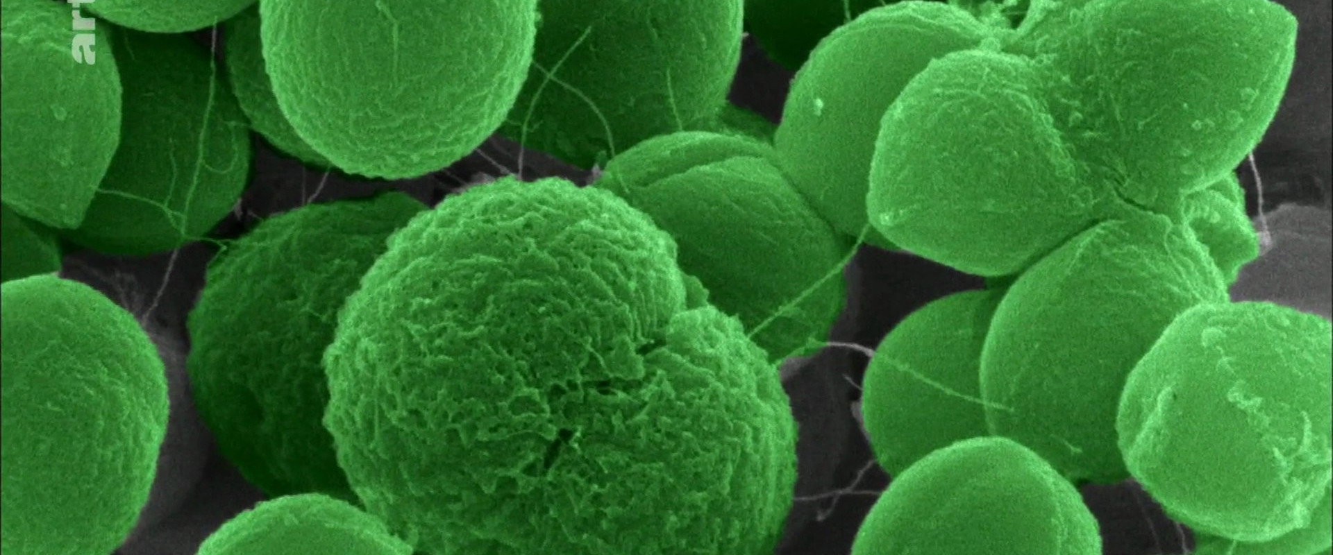 The Nature of Things: The Antibiotic Hunters