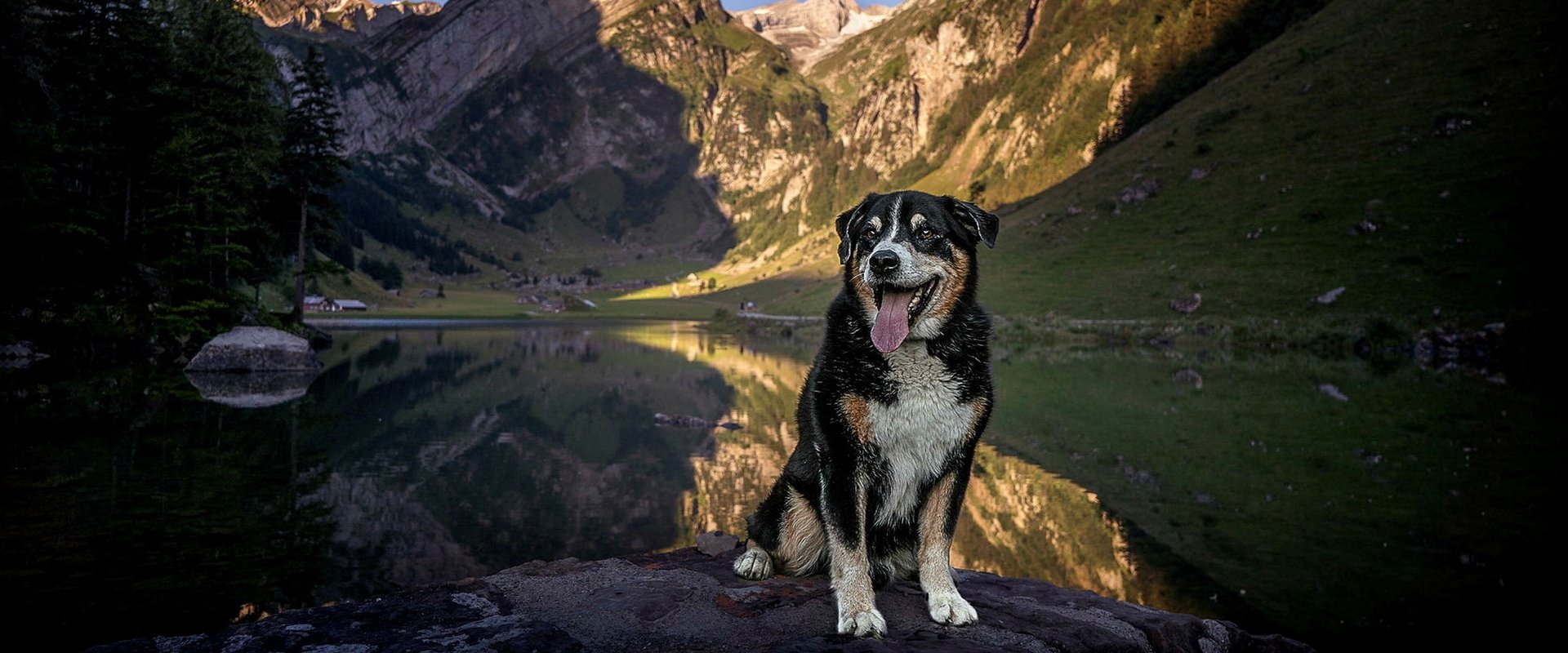 Schweizer Hundegeschichten