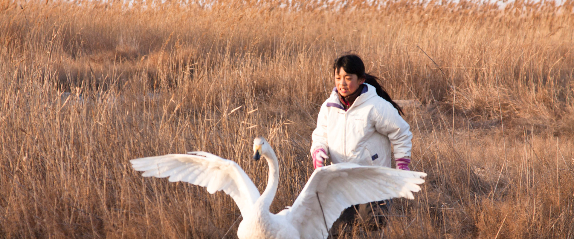 I Swan