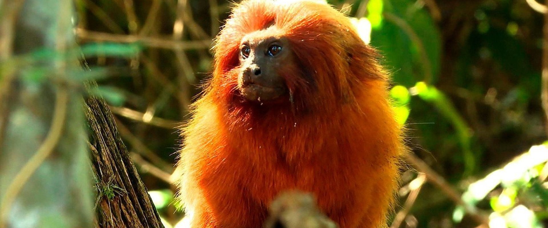 Retrospective 2020: Globoplay Edition