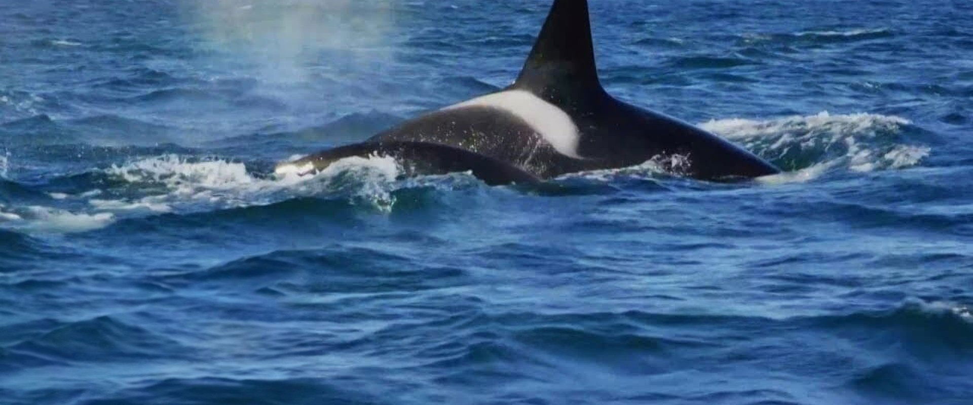 Killer Whales: the Mega Hunt