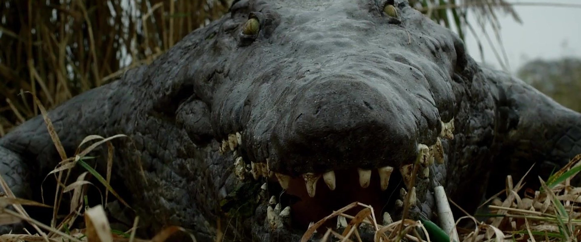 The Hatching