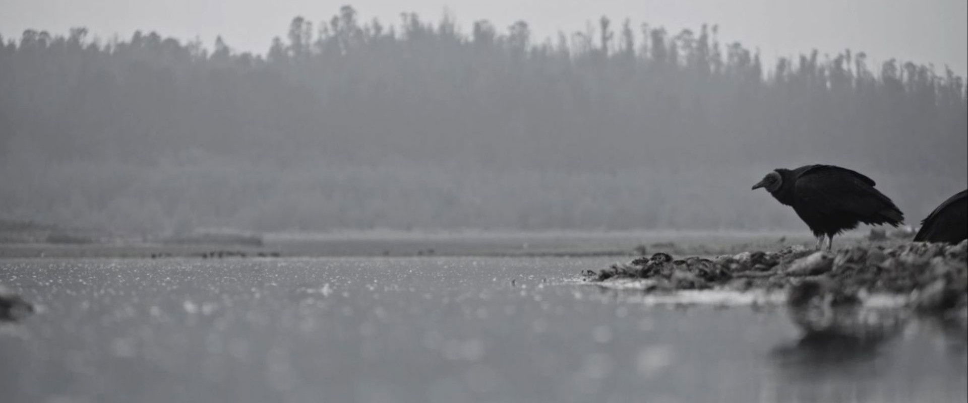 The Ashes's banner image