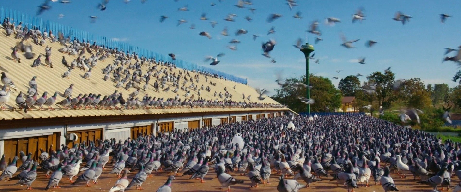 Million Dollar Pigeons