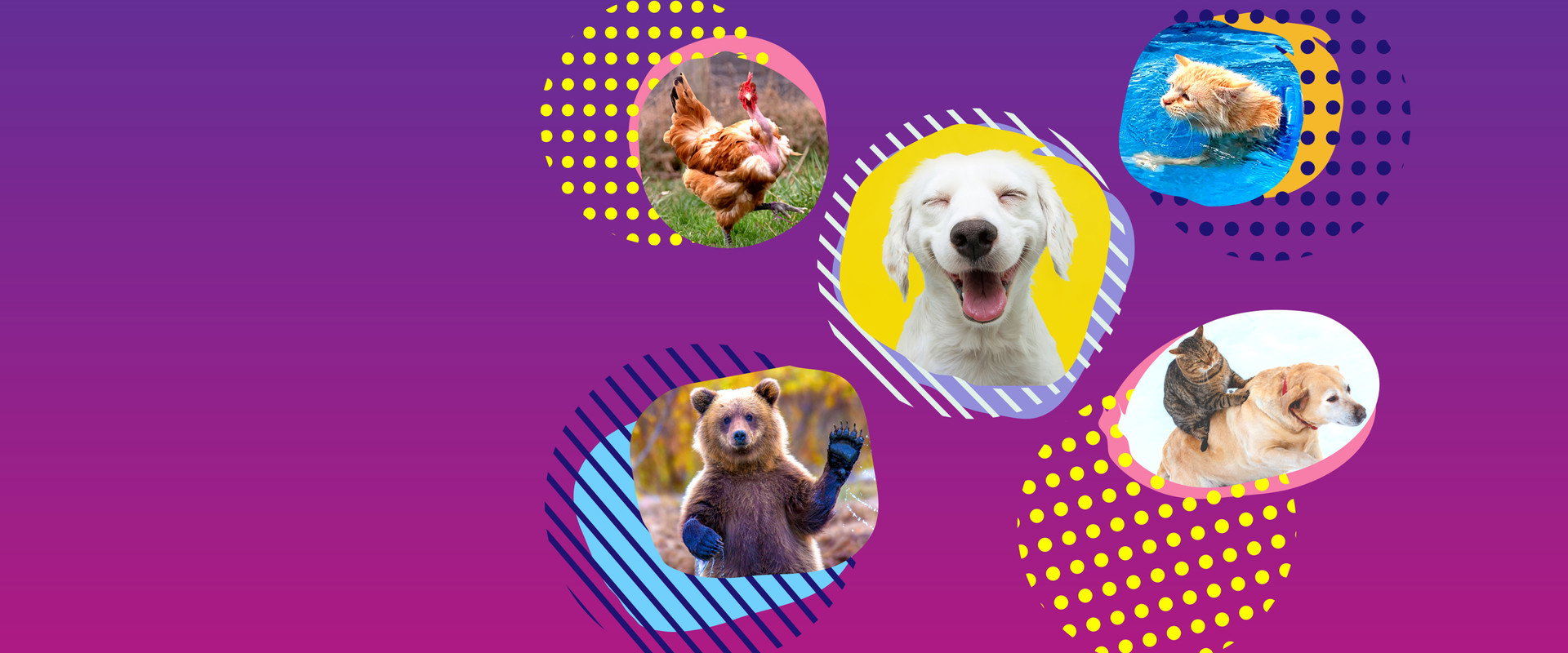 America's Funniest Home Videos: Animal Edition