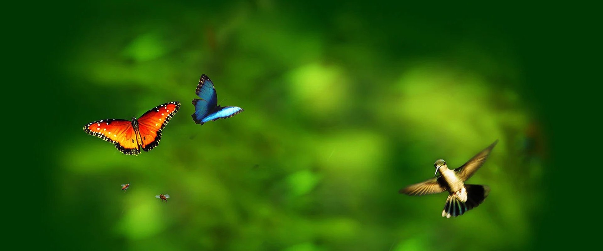 Wings of Life