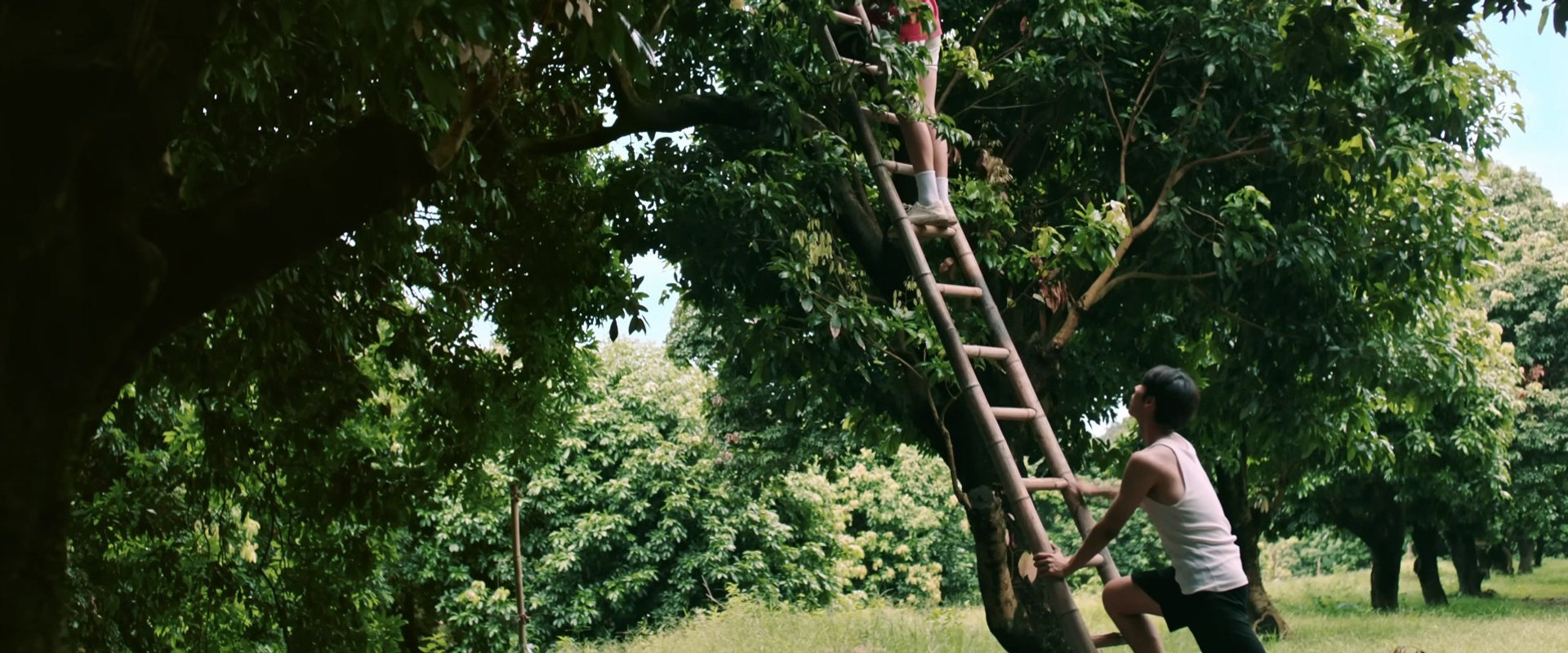 Secrets Happened on the Litchi Island