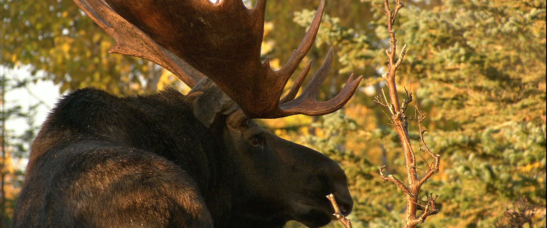 In the Land of the Moose's banner image