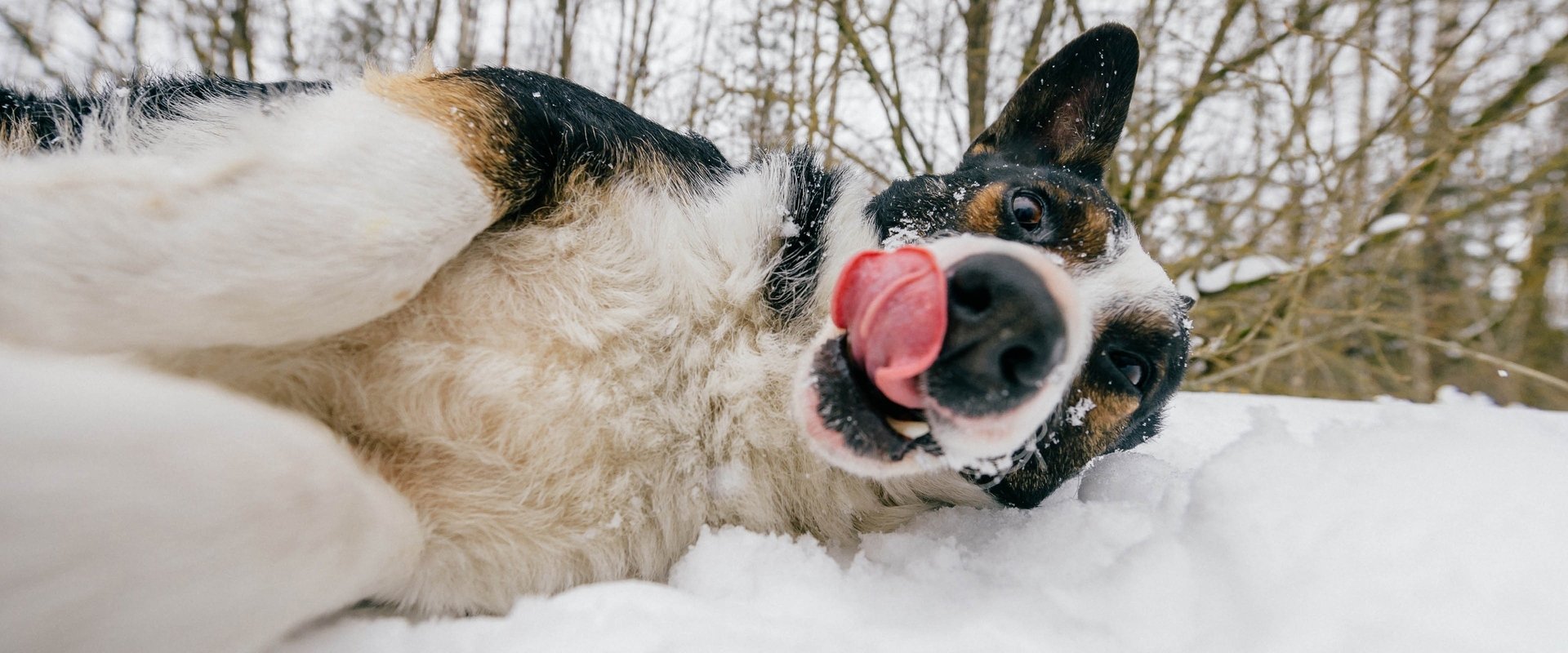 World's Funniest Animals
