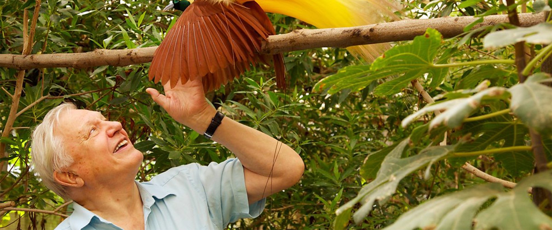 Attenborough in Paradise