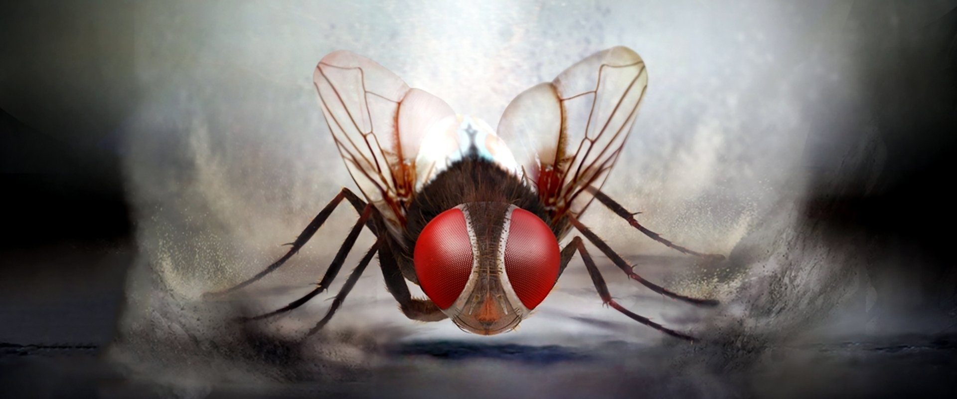 Eega