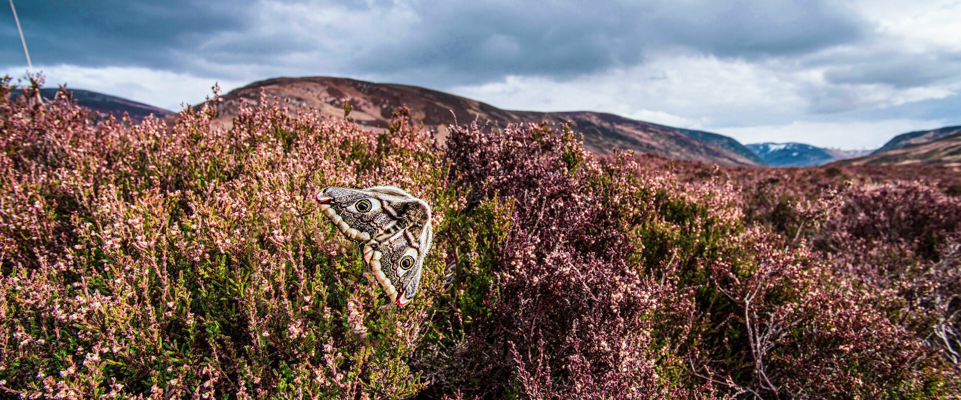 Scotland: A Year In The Wild