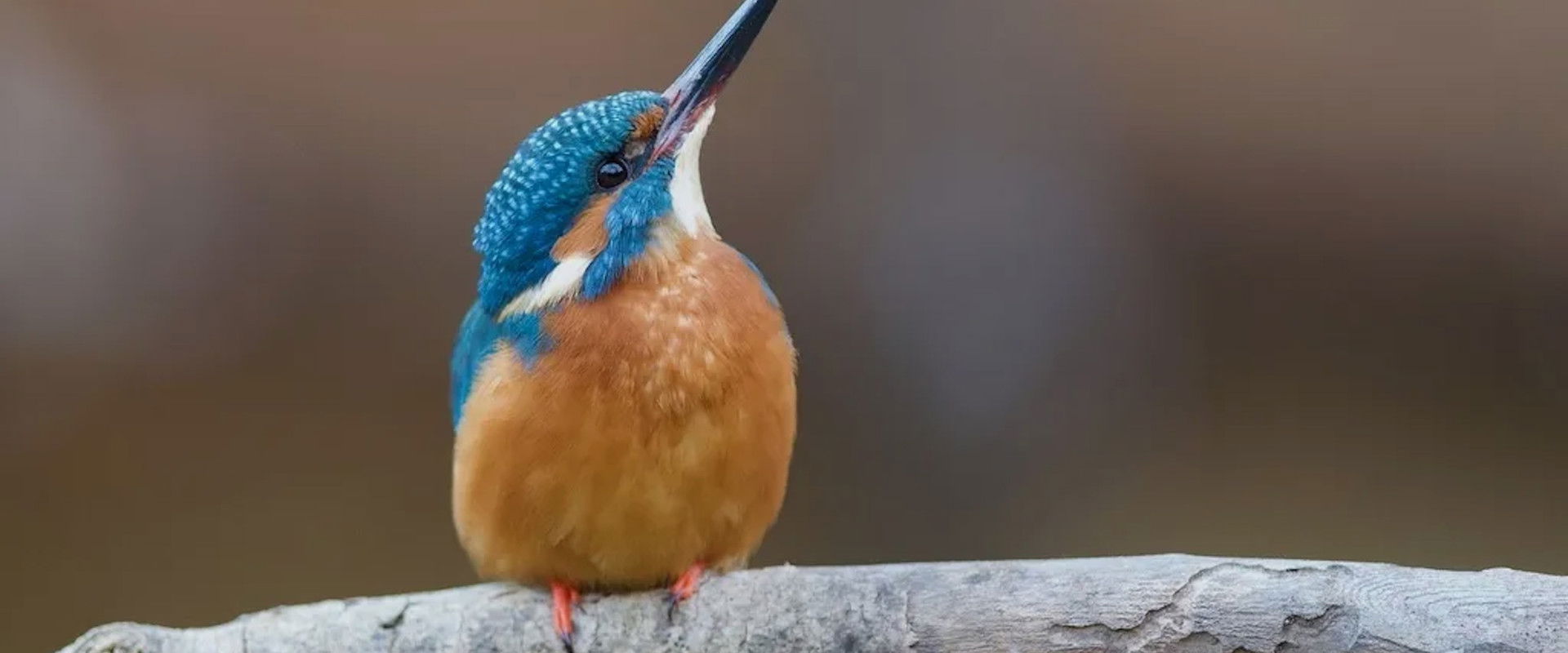 El riu renascut's banner image