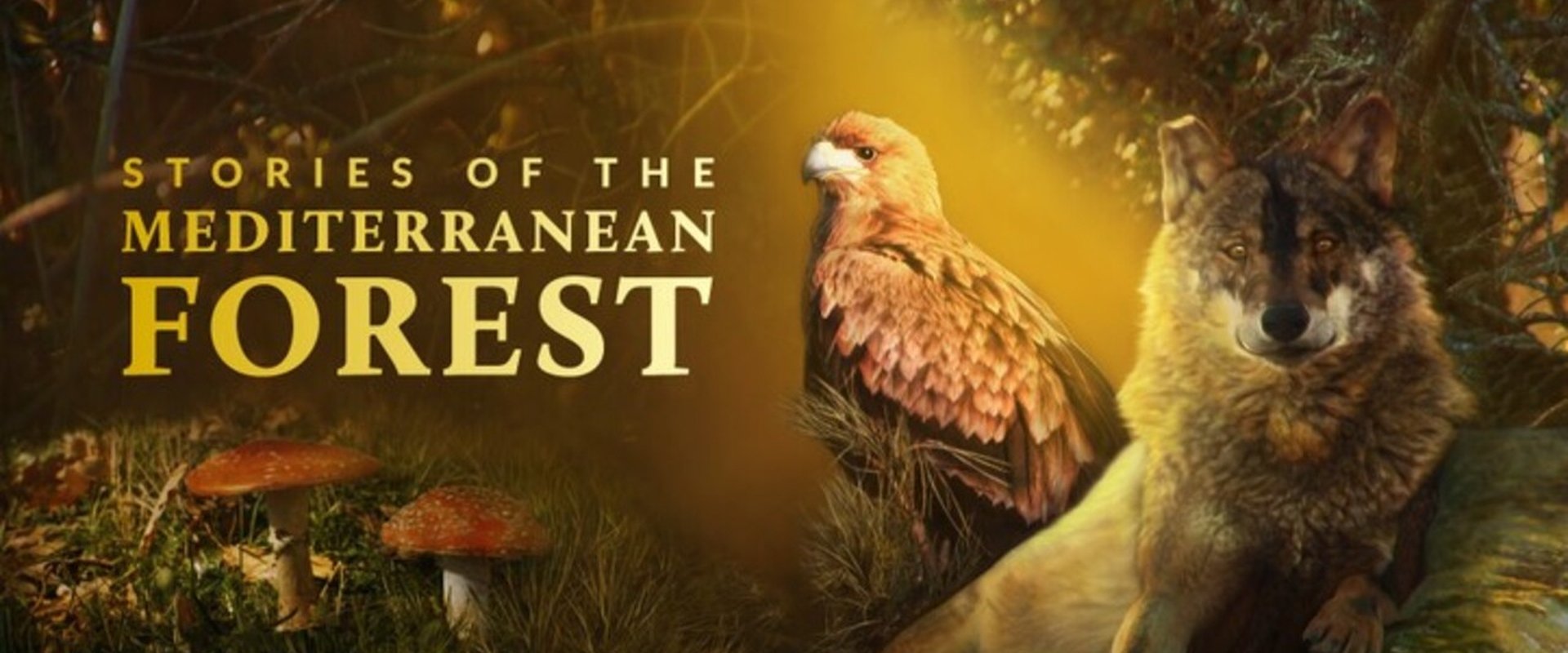 Stories of the Mediterranean Forest
