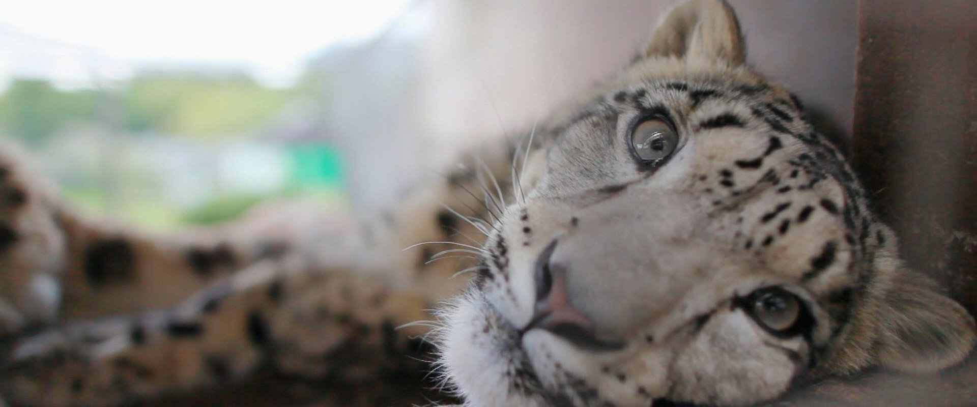 Snow Leopards of Leafy London