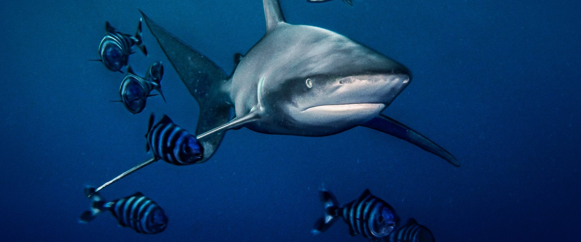World's Most Dangerous Shark?