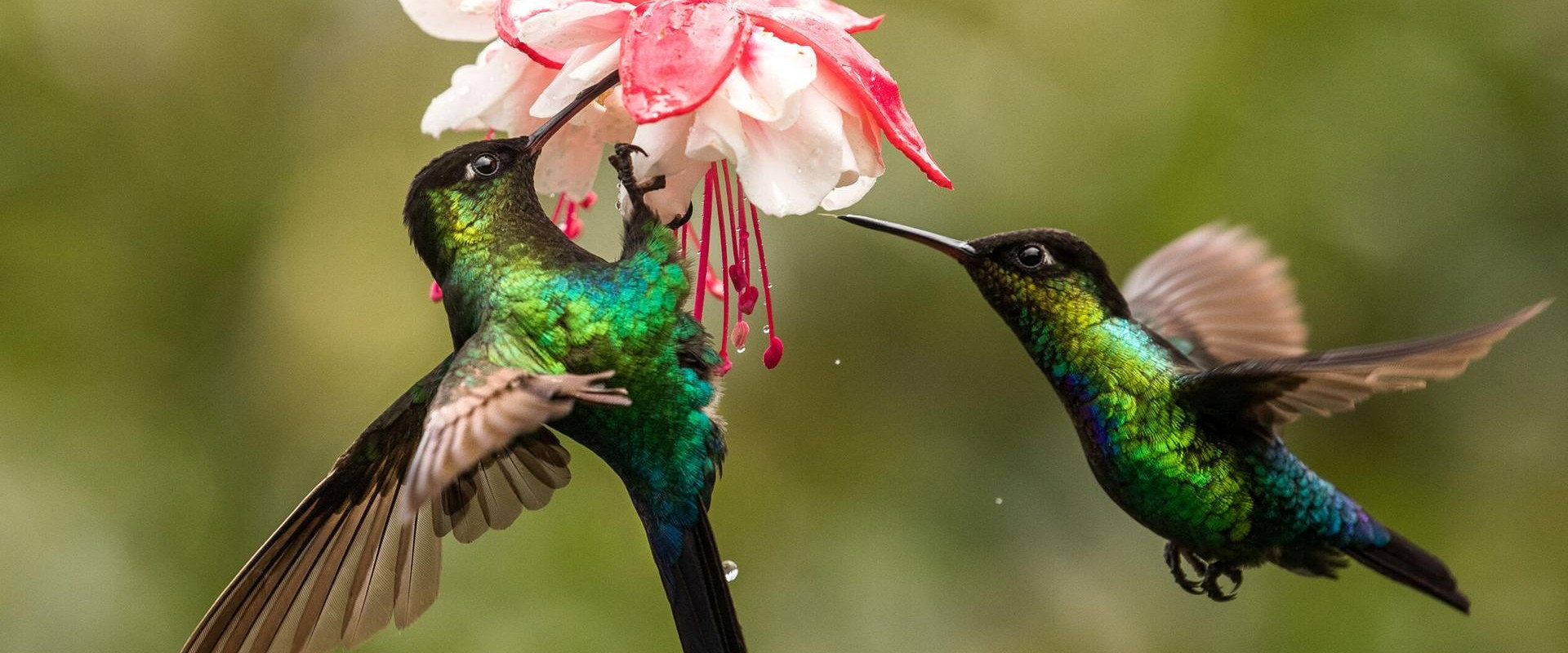 The Hummingbird Effect