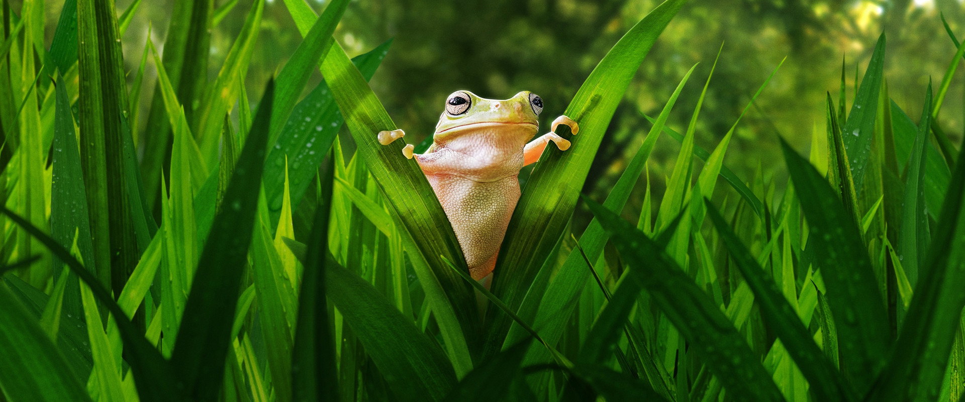 Tiny World's banner image