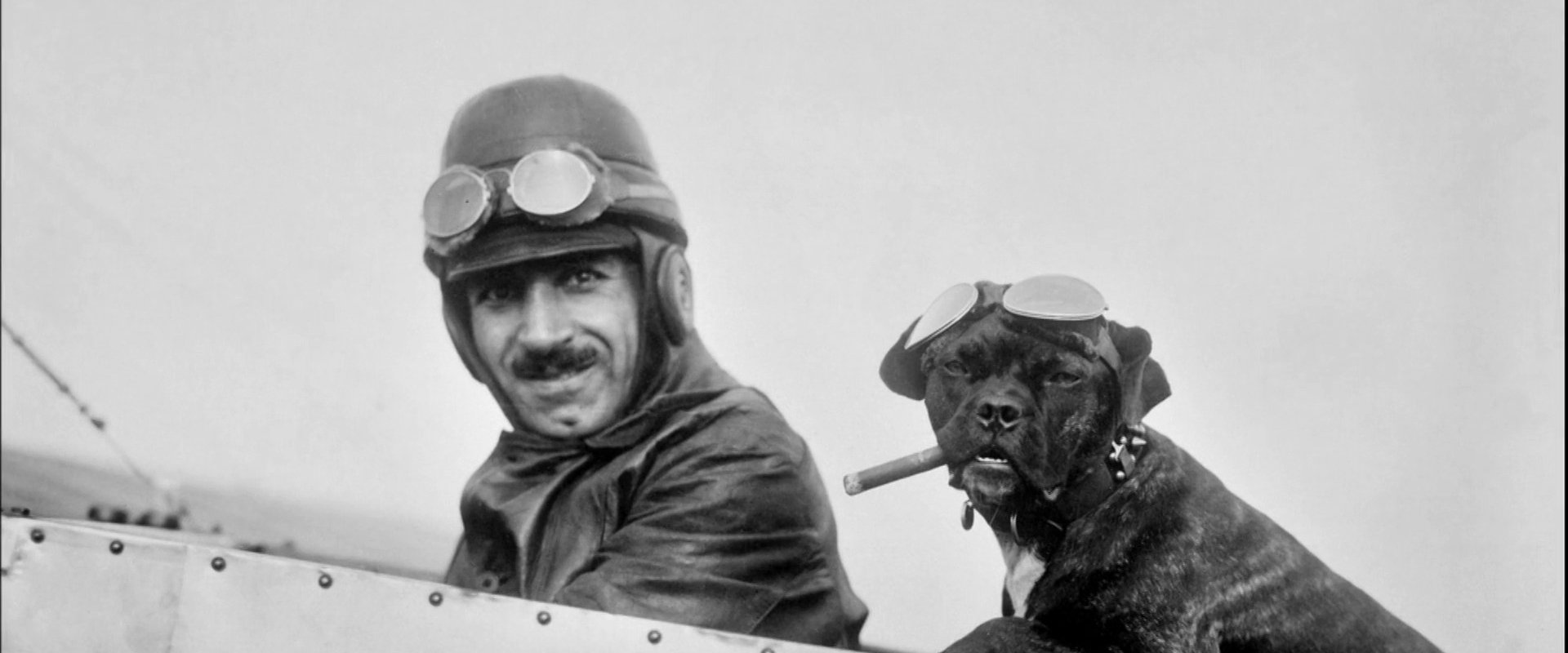 Animals Aloft