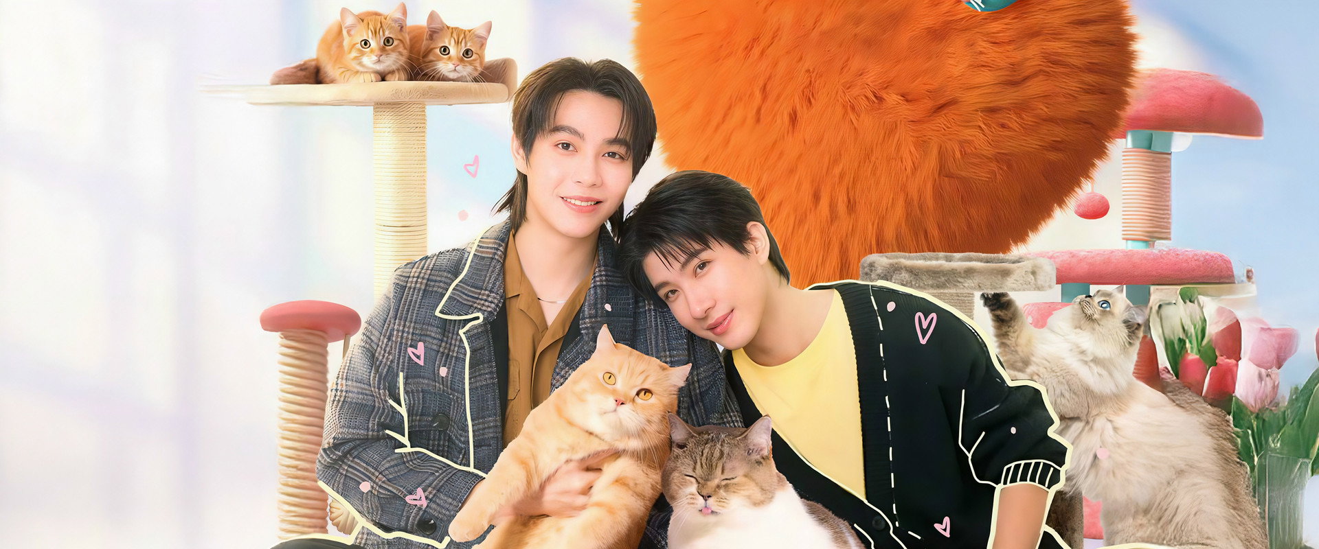 Cat for Cash's banner image