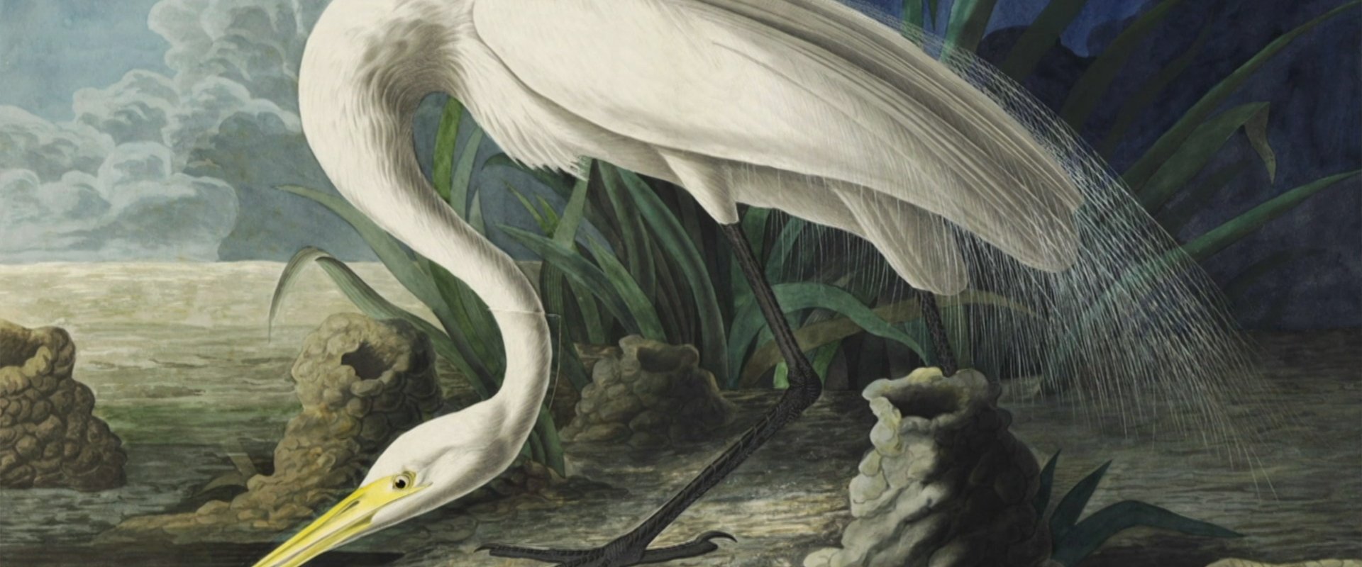 Audubon