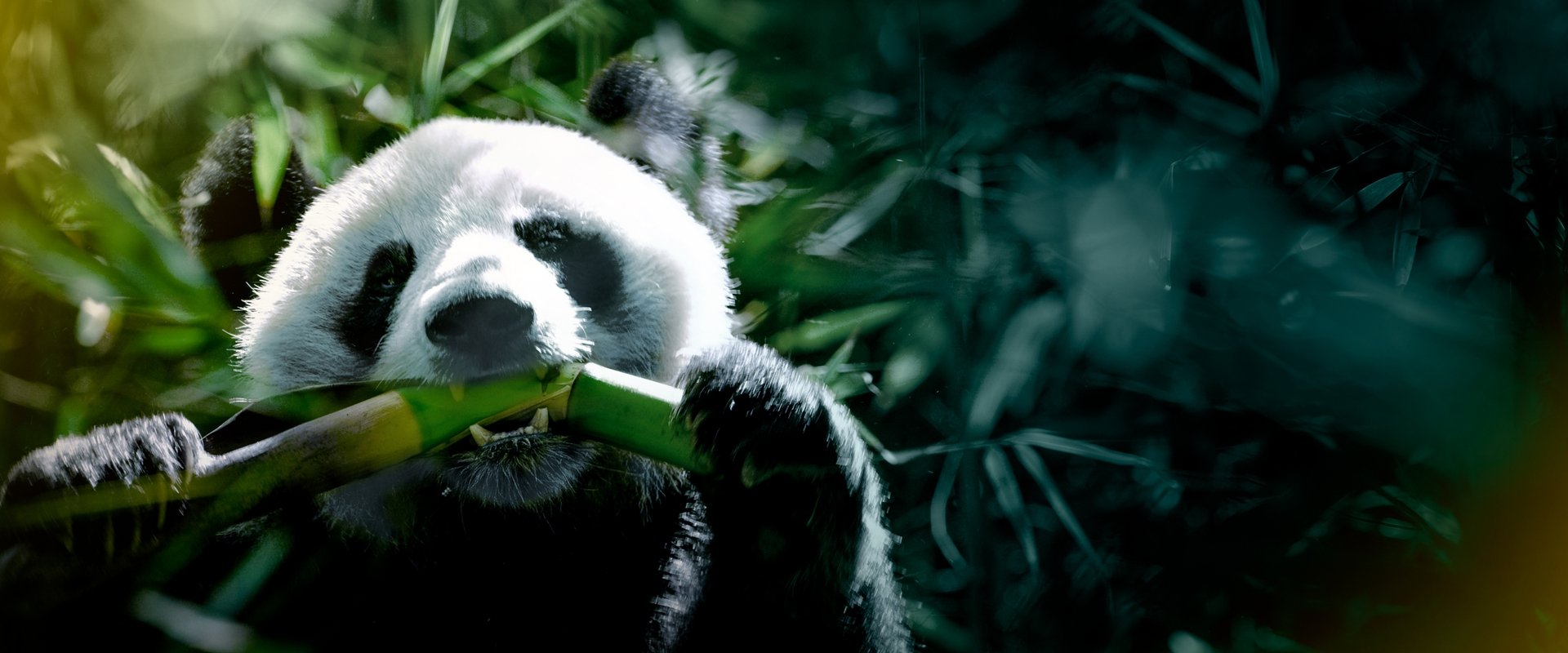 The Hidden Kingdoms of China