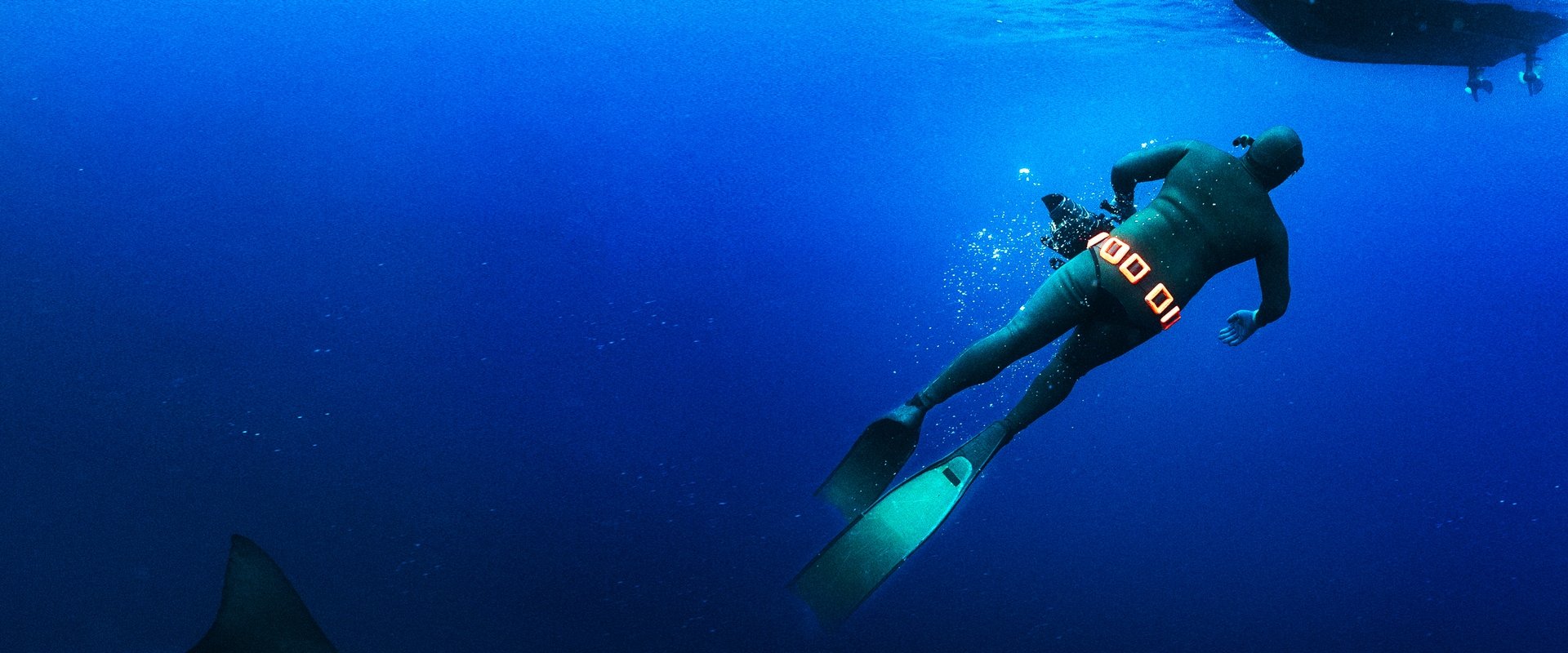 Secrets of the Bull Shark