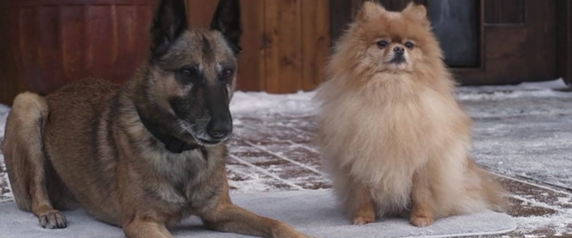 Step Dogs