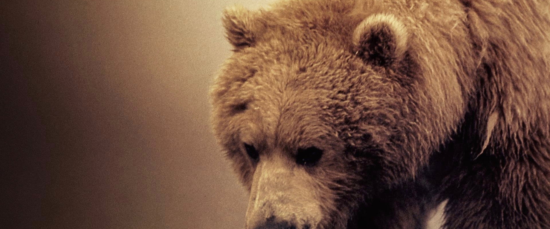 Diary of the Grizzly Man's banner image