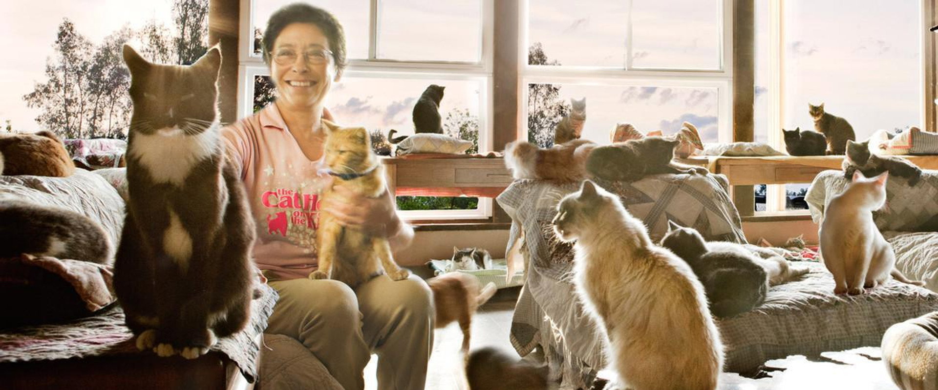 The Lady with 700 Cats's banner image