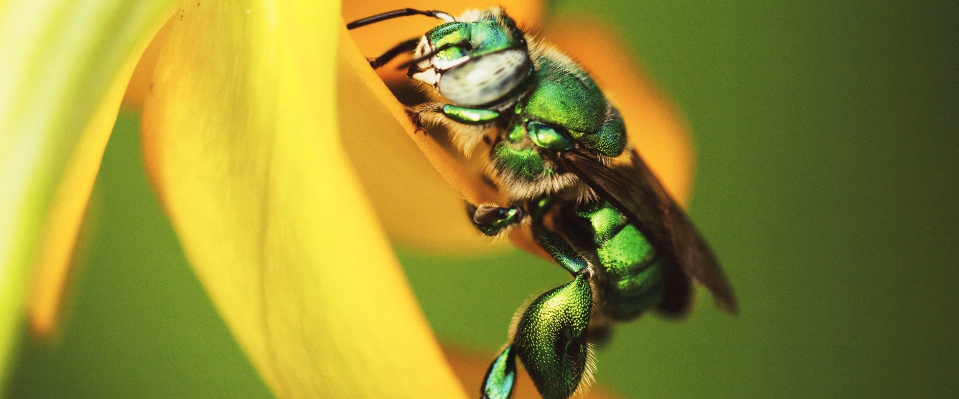 Mexico: Earth's Festival of Life