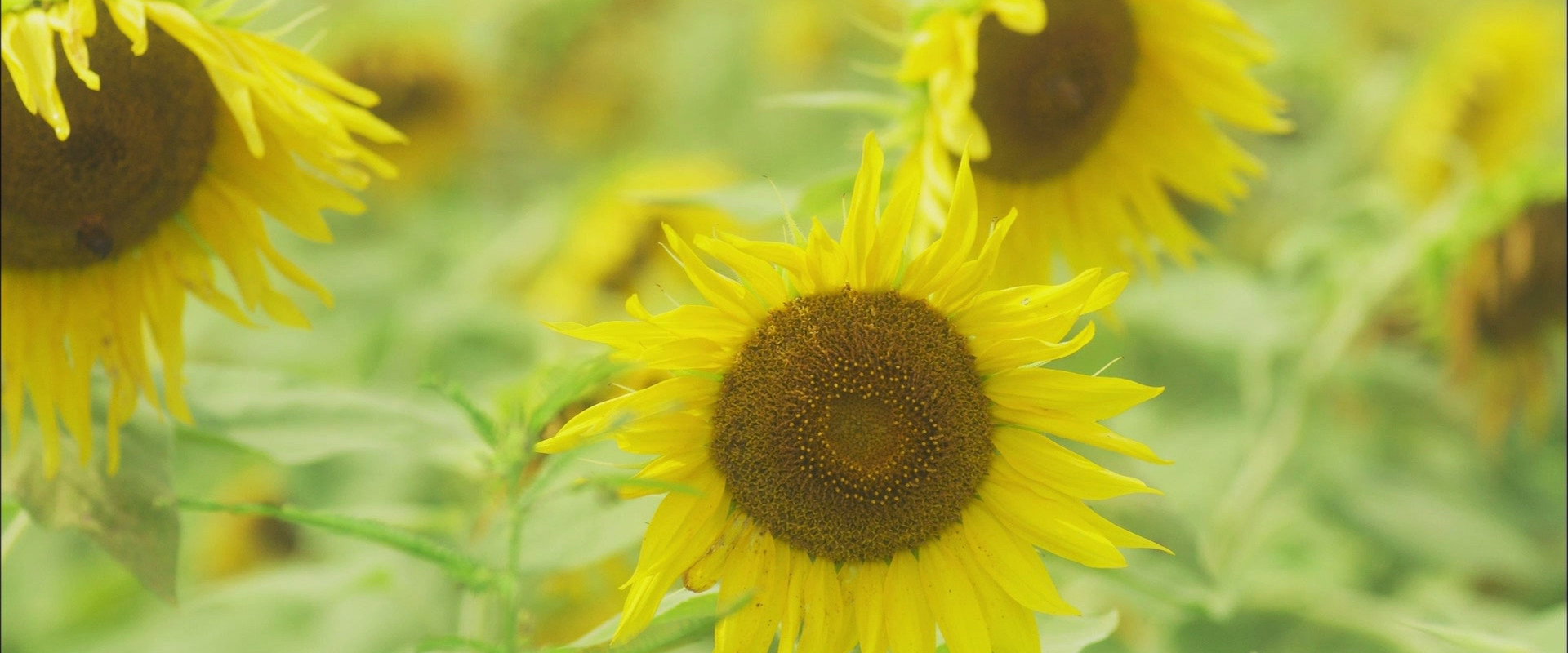 Hana's Miso Soup's banner image