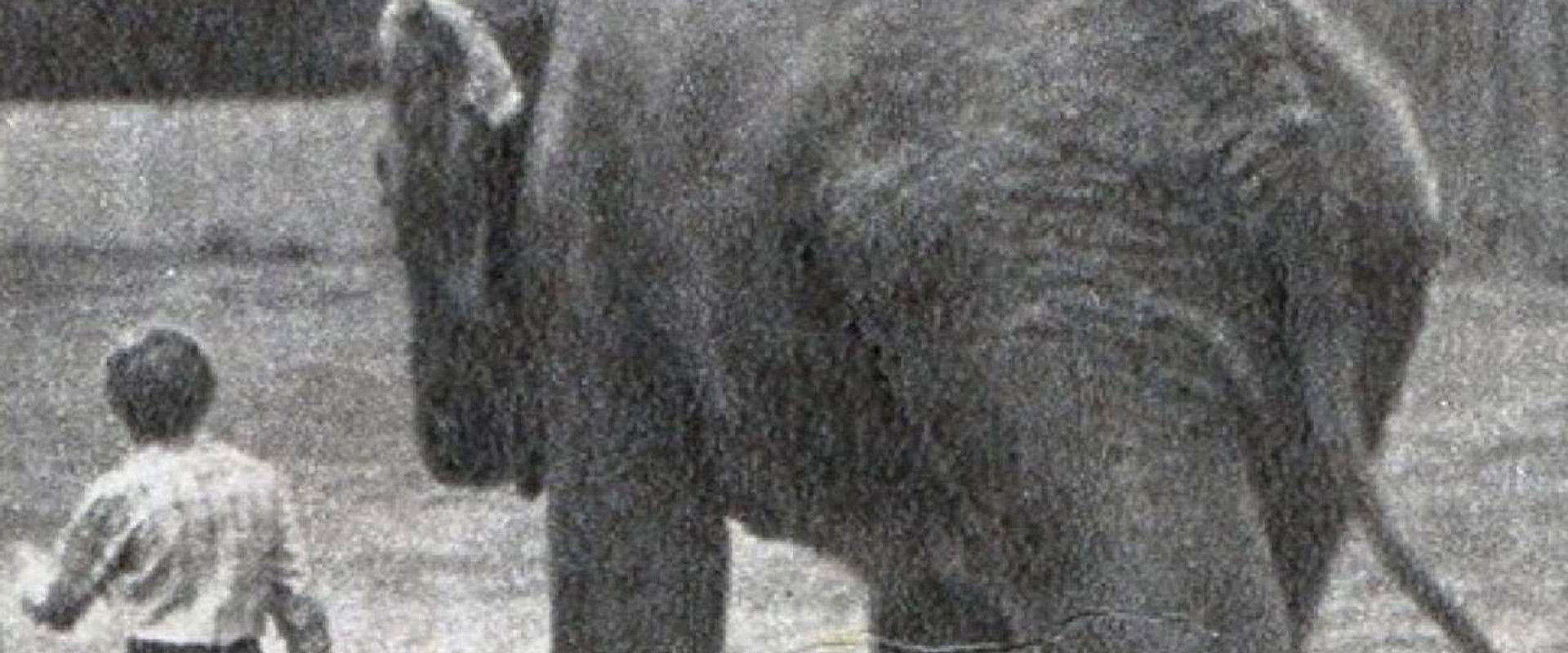 The Elephant Got Lost's banner image