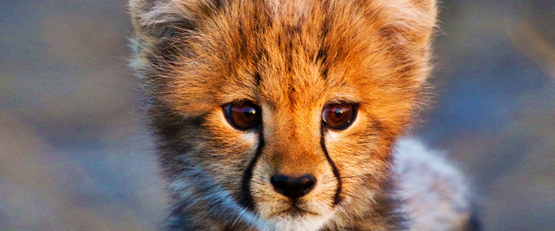 Animal Babies