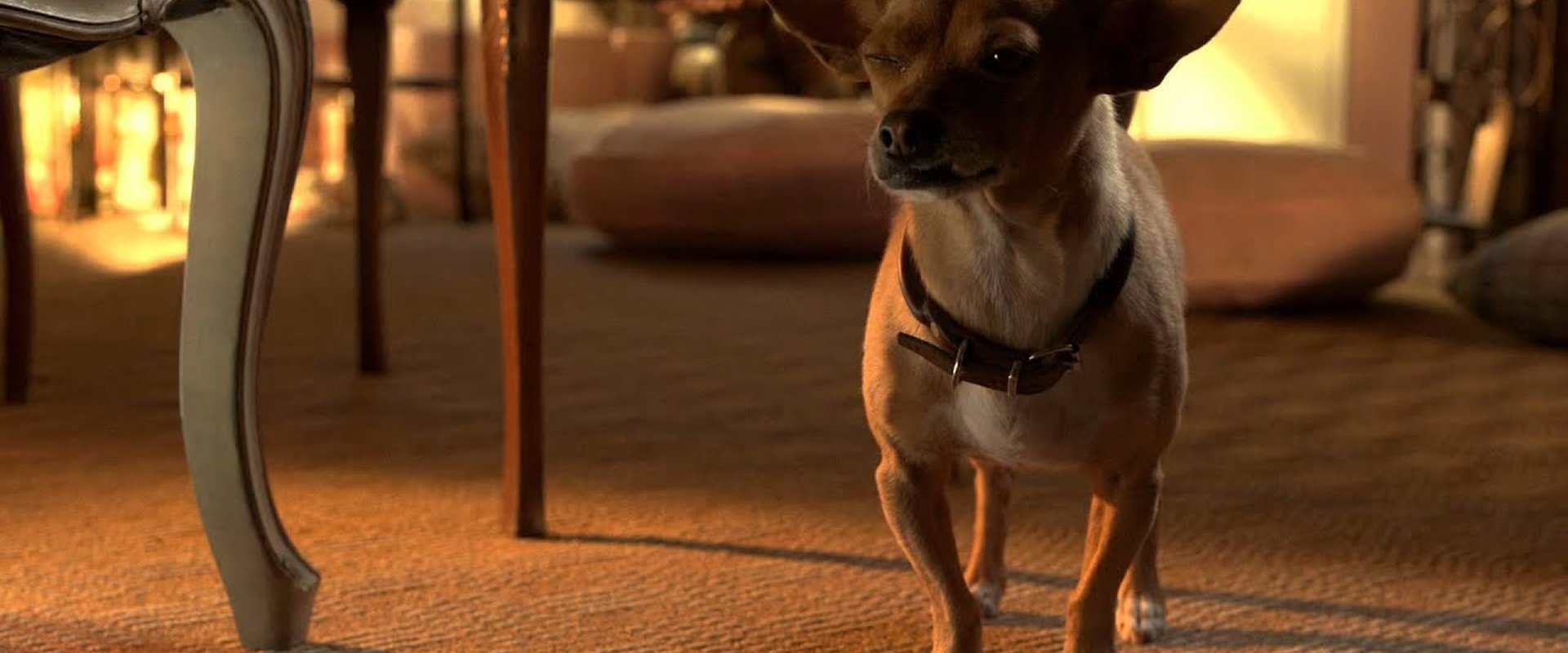 Beverly Hills Chihuahua 3 - Viva La Fiesta! - Backdrop